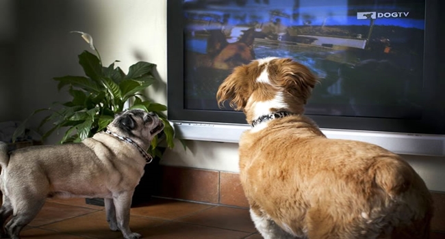 cachorros-assistindotv