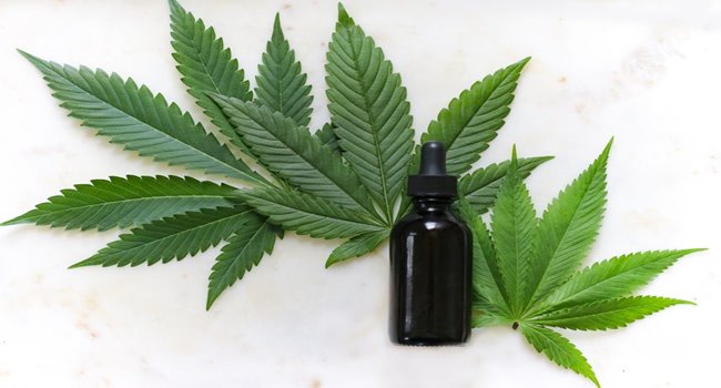 cannabis-maconha-anvisa-thc
