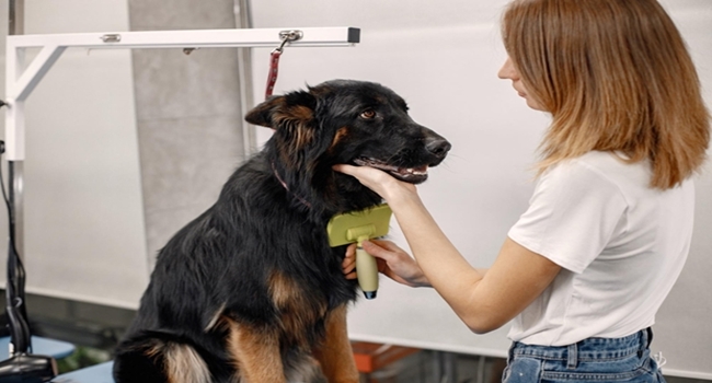 mercado-pet-cachorro