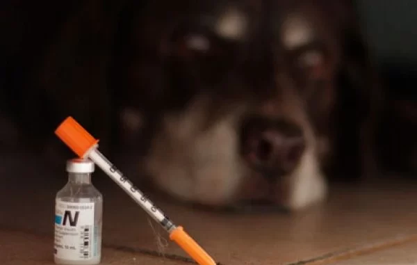 cao-detecta-glicemia Cachorro deitado ao lado de uma seringa de glicemia e uma lanceta, representando a habilidade de um cão em detectar glicemia.