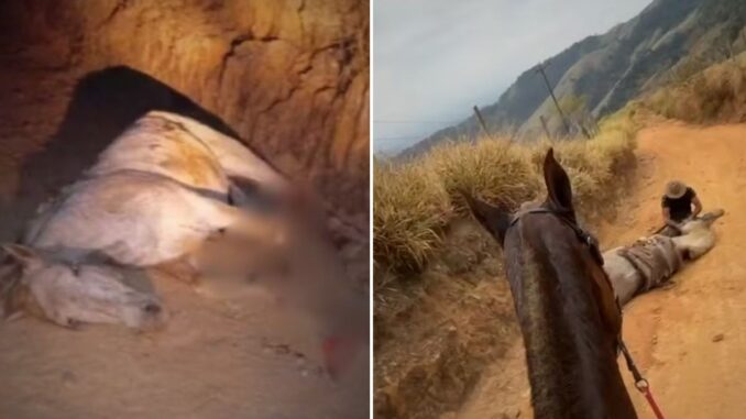 cavalo-mutilado-em-bananal-comocao-nacional-e-revolta
