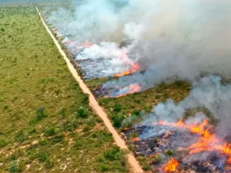 Queimadas controladas suspensas na cidade de São Paulo devido a decisão da Cetesb, com fumaça e fogo em área de vegetação, refletindo a importância do tema ambiental.