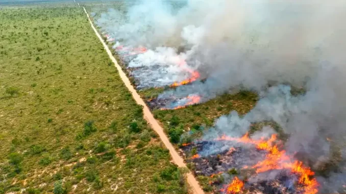 queimadas-controladas-suspensas-sp-cetesb Queimadas controladas suspensas na cidade de São Paulo devido a decisão da Cetesb, com fumaça e fogo em área de vegetação, refletindo a importância do tema ambiental.