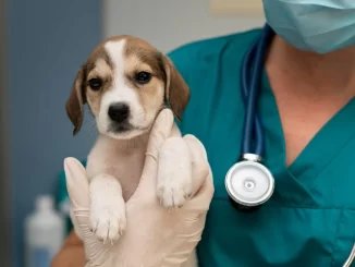 Veterinária segurando filhote de cachorro em clínica veterinária, destacando a importância de regulamentação na área de serviço animal no Brasil.