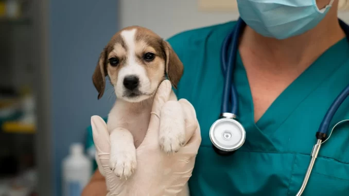 camara-aprova-pena-para-exercicio-ilegal-veterinaria-jpg Veterinária segurando filhote de cachorro em clínica veterinária, destacando a importância de regulamentação na área de serviço animal no Brasil.