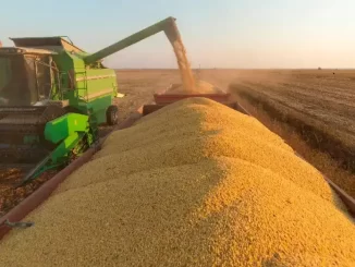 Agricultor colhe soja brasileira em campo aberto, enquanto um equipamento agrícola descarrega soja para transporte, em destaque na mudança de comércio entre China e EUA.