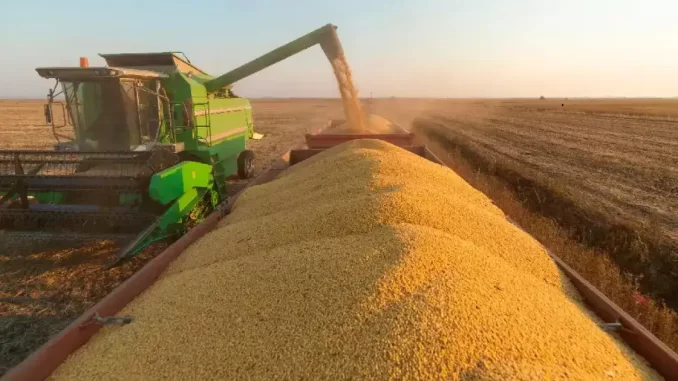 china-troca-soja-americana-pela-brasileira-produtores-dos-eua-pedem-apoio-de-trump Agricultor colhe soja brasileira em campo aberto, enquanto um equipamento agrícola descarrega soja para transporte, em destaque na mudança de comércio entre China e EUA.