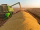 Agricultor colhe soja brasileira em campo aberto, enquanto um equipamento agrícola descarrega soja para transporte, em destaque na mudança de comércio entre China e EUA.