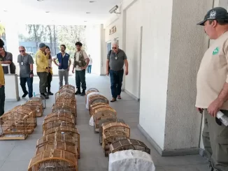 Operação no RJ desarticula rede de tráfico e resgata 700 animais com várias pessoas analisando gaiolas de animais apreendidos.