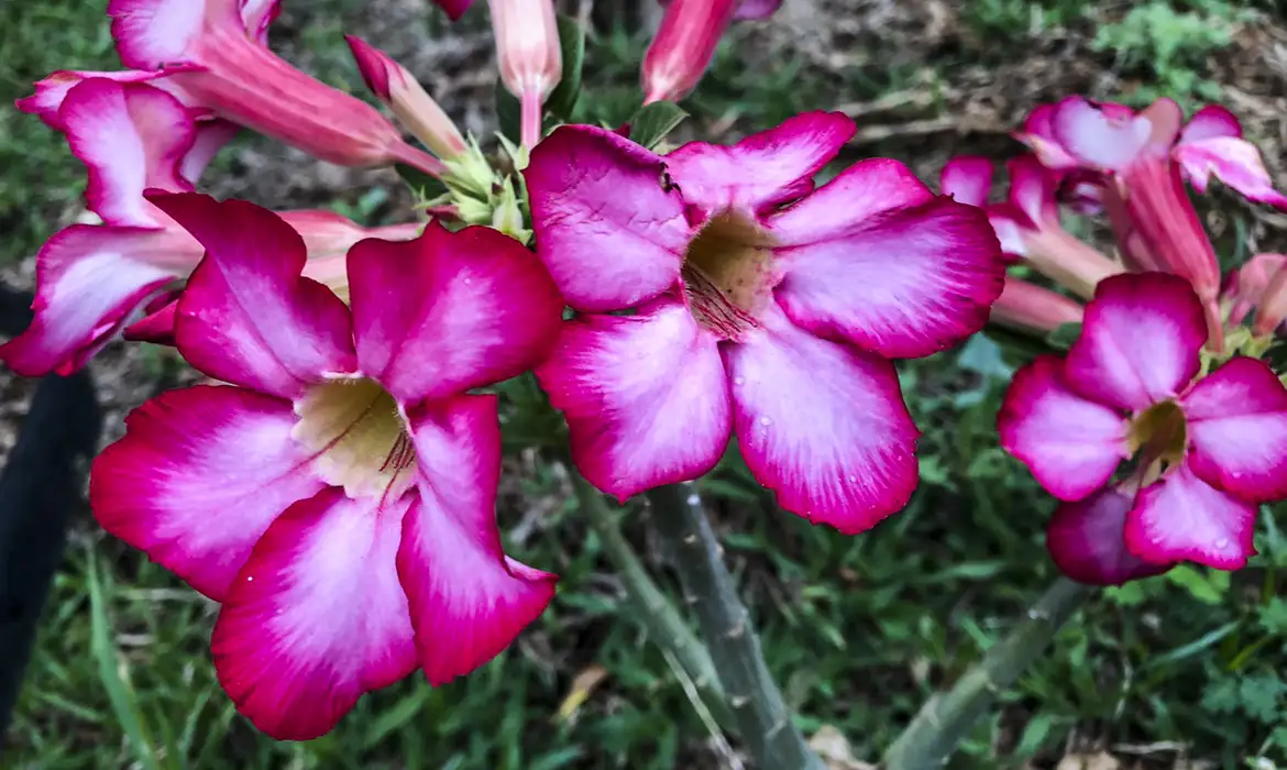 Primavera começa e semana traz diversas efemérides voltadas à saúde - Imagem do artigo original