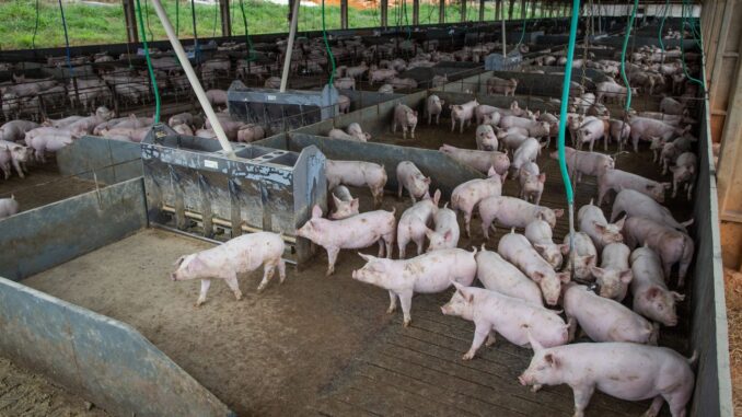 Imagem destacada - Carne suína e frango puxarão produção recorde brasileira em 2026