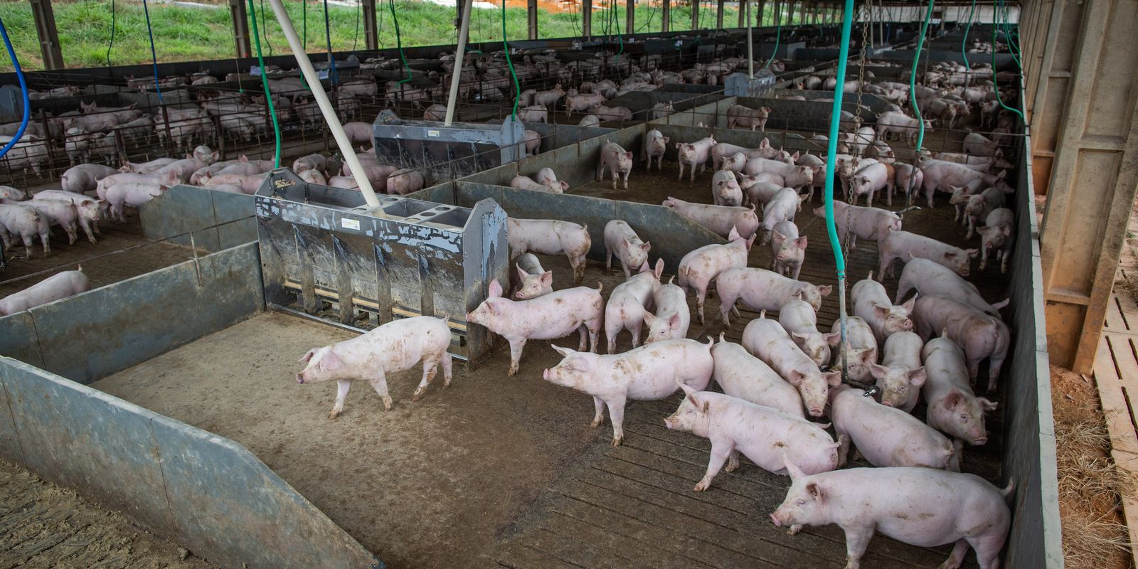 Carne suína e frango puxarão produção recorde brasileira em 2026 - Imagem do artigo