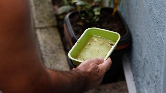 Imagem destacada - Após dez anos, chikungunya ainda desafia controle efetivo no Brasil
