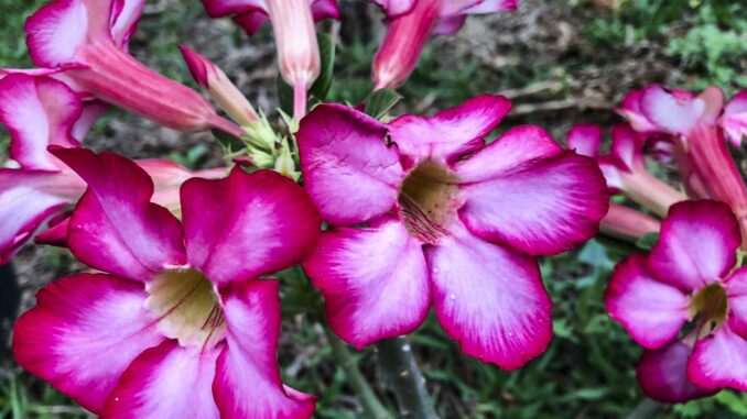Imagem destacada - Primavera começa e semana traz diversas efemérides voltadas à saúde