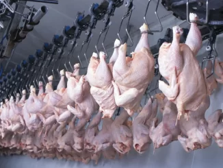 A imagem mostra frangos sendo processados na indústria de carne de frango, com aves penduradas em uma linha de produção, simbolizando a retomada das exportações brasileiras de carne de frango para a China após o embargo.