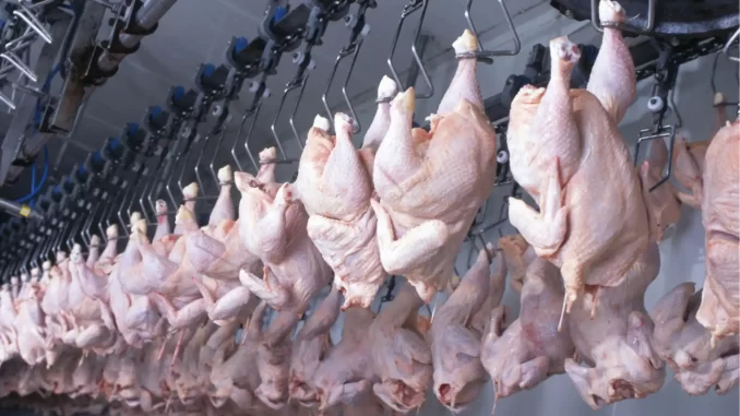 china-retoma-importacoes-carne-de-frango-brasileira A imagem mostra frangos sendo processados na indústria de carne de frango, com aves penduradas em uma linha de produção, simbolizando a retomada das exportações brasileiras de carne de frango para a China após o embargo.