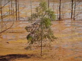 Documentário Rejeito estreia nos cinemas e relembra dez anos do desastre de Mariana, com imagem de árvores na área alagada e devastada pelo desastre ambiental.