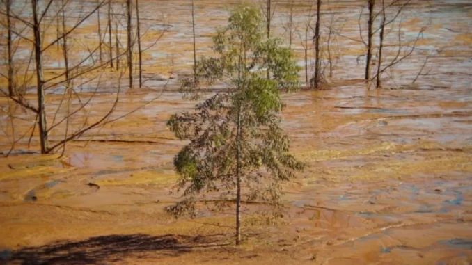 Documentário Rejeito estreia nos cinemas e relembra dez anos do desastre de Mariana, com imagem de árvores na área alagada e devastada pelo desastre ambiental.