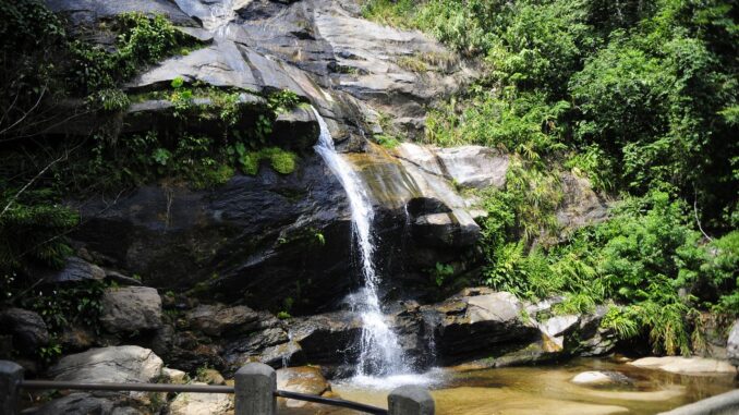 Imagem destacada - Feira de ciências explora peixes do Parque Nacional da Tijuca