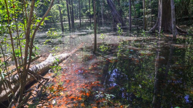 Imagem destacada - Pegadas revelam dinossauros na Amazônia de 103 milhões de anos