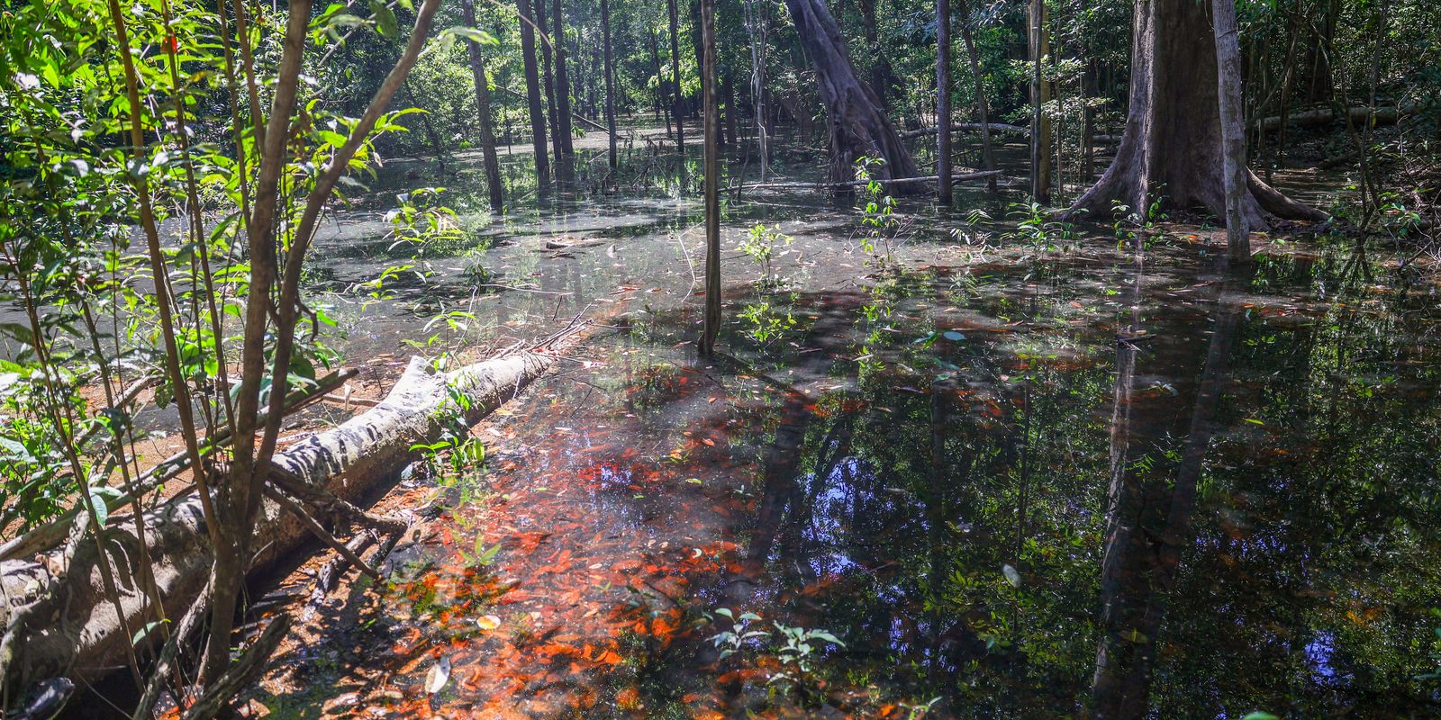 Pegadas revelam dinossauros na Amazônia de 103 milhões de anos - Imagem do artigo