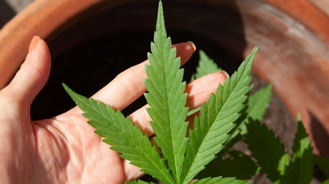 Imagem destacada - STJ prorroga para março prazo de regras sobre cultivo medicinal