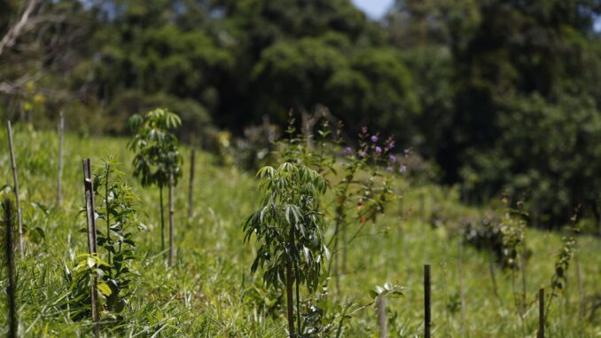 Imagem destacada - IBGE revê limites: Cerrado avança 1,8% e Mata Atlântica cai 1%