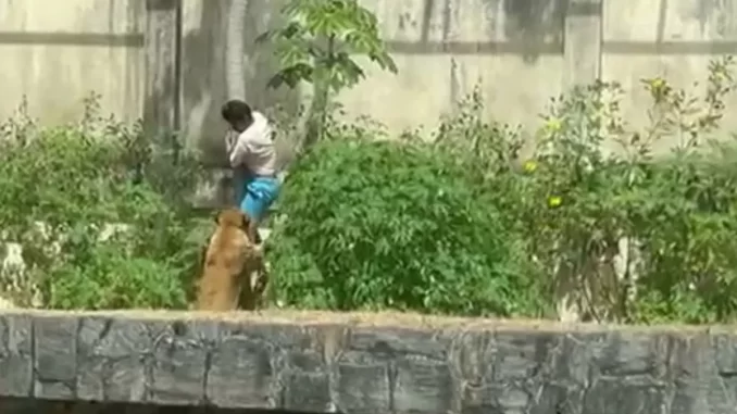 Imagem destacada - Jovem morre ao invadir jaula de leoa; relato comove redes