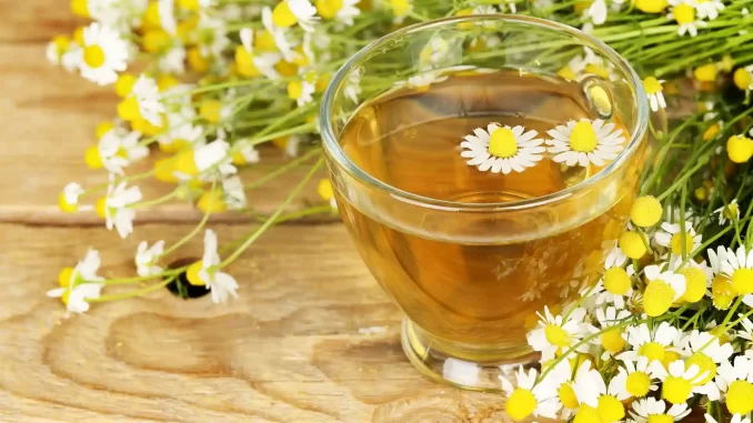 Copo de chá de camomila transparente com flores de camomila ao redor, sobremesa de madeira, simbolizando a infusão natural da camomila.