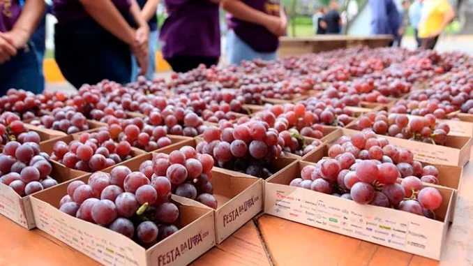 Detalhes da Festa da Uva 2026 de Caxias do Sul no RS que confirma 14 atrações nacionais nos fins de semana, com destaque para as uvas em caixas de papelão.