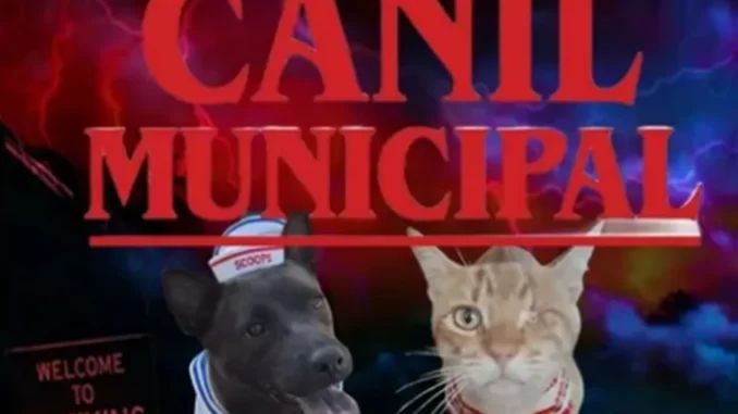 Imagem destacada - Canil de Juiz de Fora usa Stranger Things para promover adoção