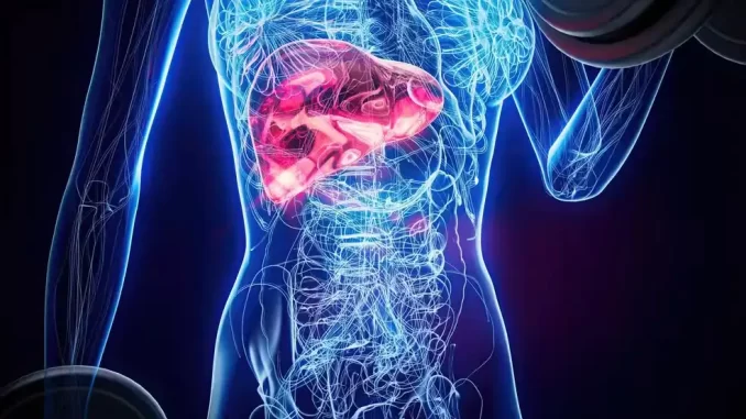 seis-bebidas-para-apoiar-a-saude-do-figado-de-forma-natural Ilustração do fígado humano destacado no corpo, com foco na saúde hepática natural e na importância de bebidas saudáveis para o fígado.