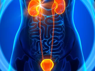 Imagem ilustrativa do sistema urinário humano destacando os rins, bexiga e uretra, relacionada às causas, prevenção e tratamento da infecção urinária.