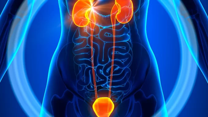 sistema-urinario-inalizacao-infeccao-urinaria Imagem ilustrativa do sistema urinário humano destacando os rins, bexiga e uretra, relacionada às causas, prevenção e tratamento da infecção urinária.