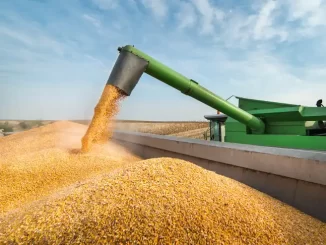 Colheita de grãos sendo recebida por uma colheitadeira no campo, representando a projeção de safra recorde de 353,4 milhões de toneladas de grãos para o Brasil em 2026.