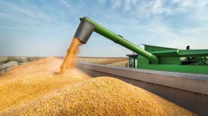 Colheita de grãos sendo recebida por uma colheitadeira no campo, representando a projeção de safra recorde de 353,4 milhões de toneladas de grãos para o Brasil em 2026.