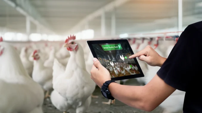 Autor utilizando tablet para monitorar aves na Feira Sul de Avicultura do Brasil 2026, que reunirá 70 empresas e promoverá networking no setor avícola.