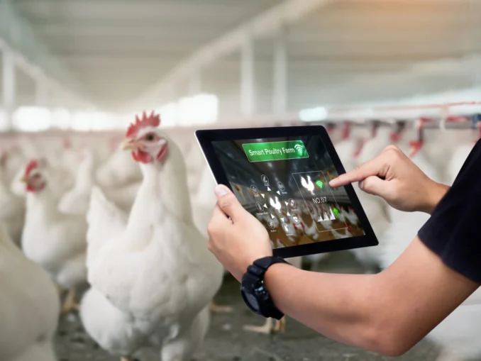 Autor utilizando tablet para monitorar aves na Feira Sul de Avicultura do Brasil 2026, que reunirá 70 empresas e promoverá networking no setor avícola.