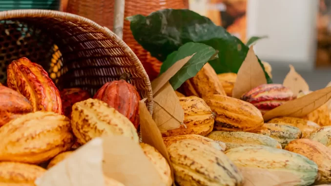 Ampla variedade de chocolates e produtos de cacau exibidos na Festa do Cacau em São Paulo, com elementos naturais como folhas e cestos de vime, celebrando a cultura do chocolate para famílias.