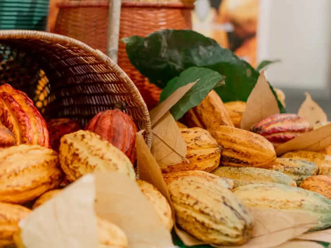 Ampla variedade de chocolates e produtos de cacau exibidos na Festa do Cacau em São Paulo, com elementos naturais como folhas e cestos de vime, celebrando a cultura do chocolate para famílias.