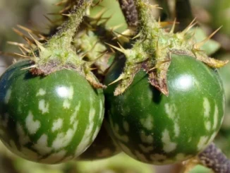 Imagem de frutas venenosas em uma plantação, destacando sua aparência verde e espinhosa, relacionadas ao tema de alerta em vídeo de Alicia Silverstone.