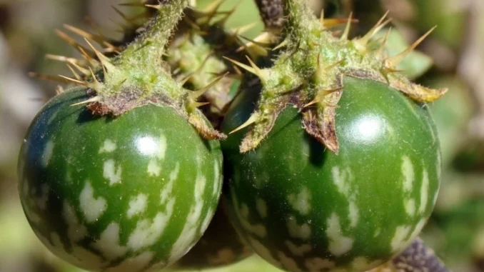 Imagem de frutas venenosas em uma plantação, destacando sua aparência verde e espinhosa, relacionadas ao tema de alerta em vídeo de Alicia Silverstone.